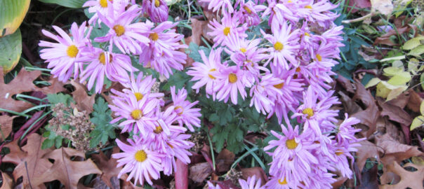 Chrysanthemums - November Birth Flowers