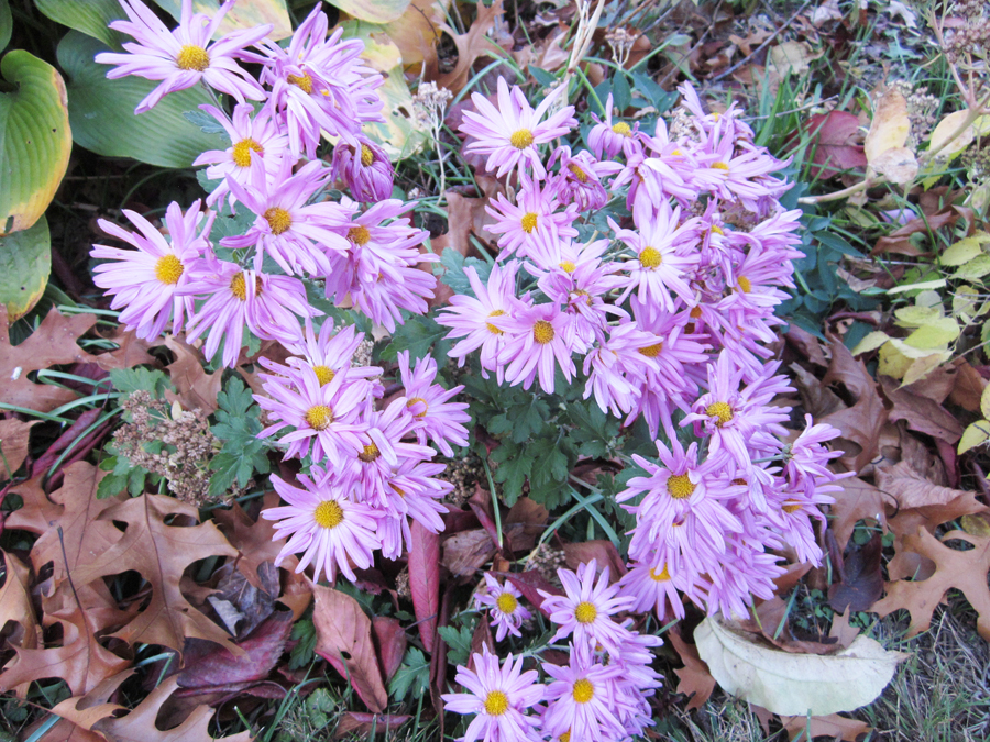 Chrysanthemums - November Birth Flowers