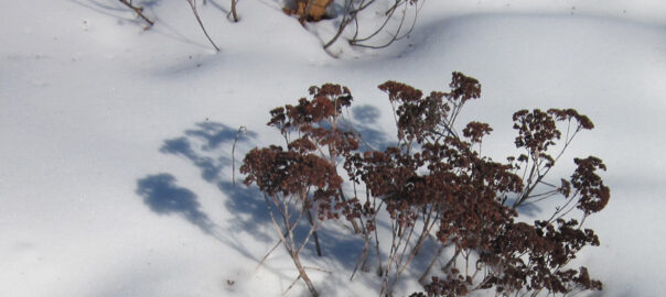 Sedum Winter Joy