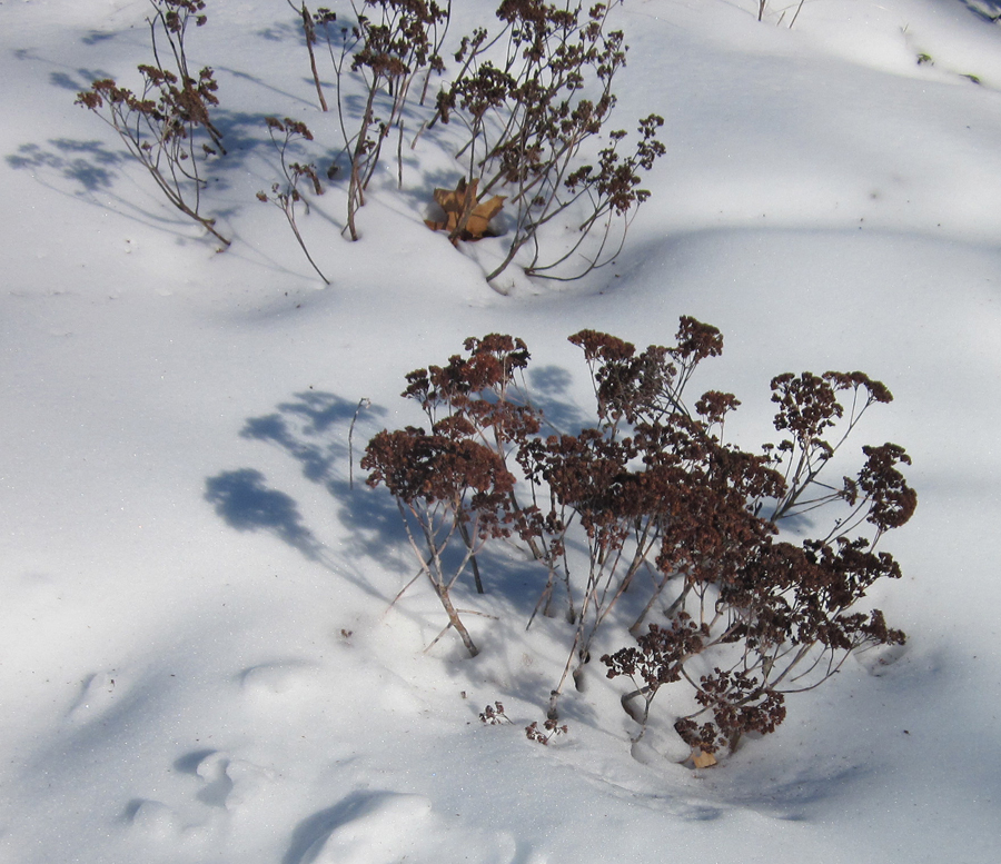 Sedum Winter Joy