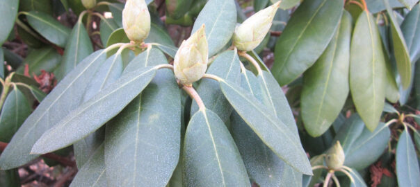 Winter Rhododendrons