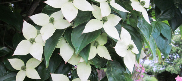 Cornus Kousa - A Tree for All Seasons