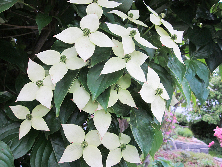 Cornus Kousa - A Tree for All Seasons