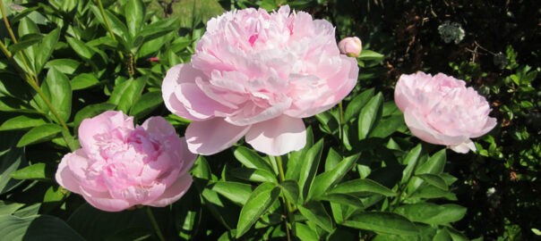 It’s Peony Time