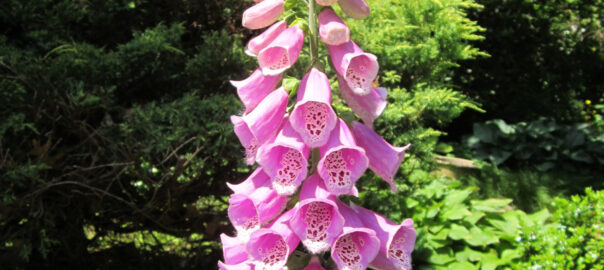 Foxgloves - Beautiful But Toxic