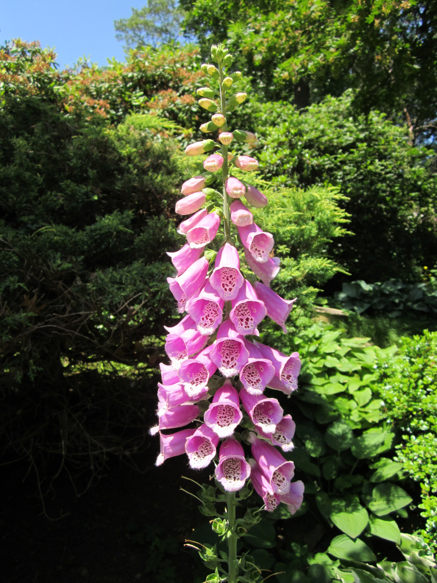 Foxgloves - Beautiful But Toxic