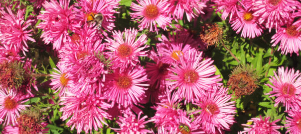 New England Aster