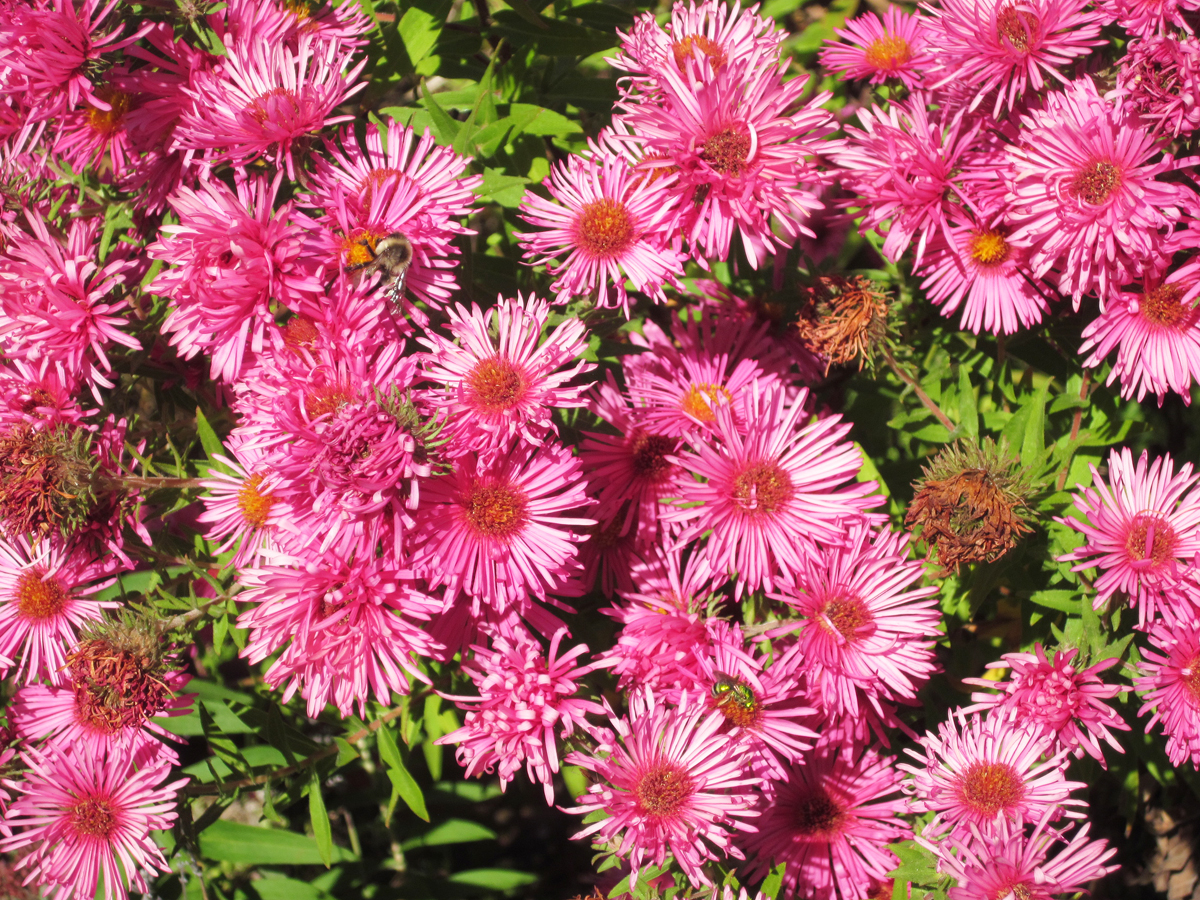 New England Aster