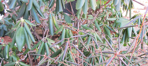 Why Rhododendron Leaves Curl Inward