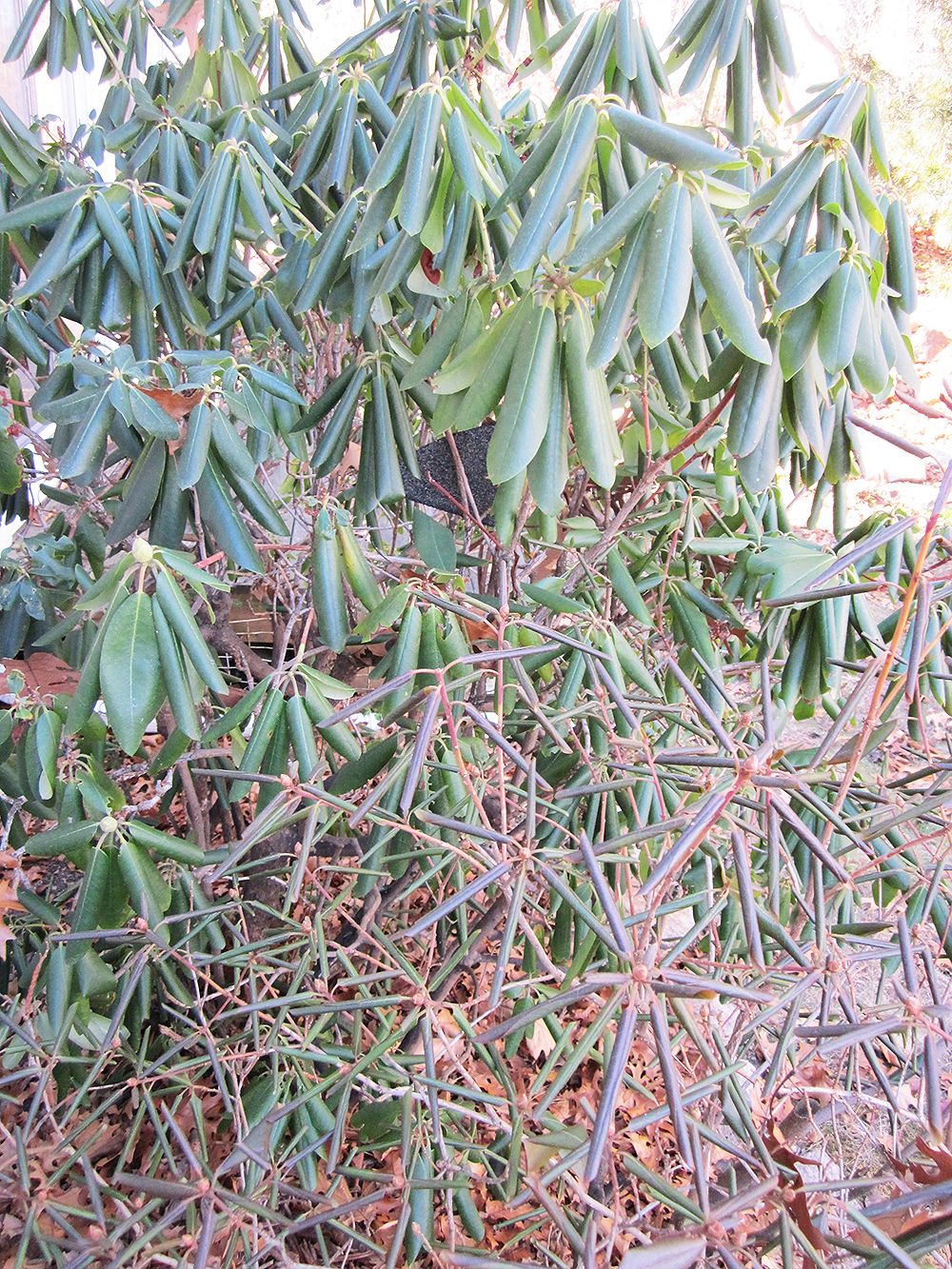 Why Rhododendron Leaves Curl Inward