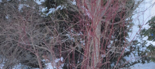 Dogwood (Cornus) shrub in winter