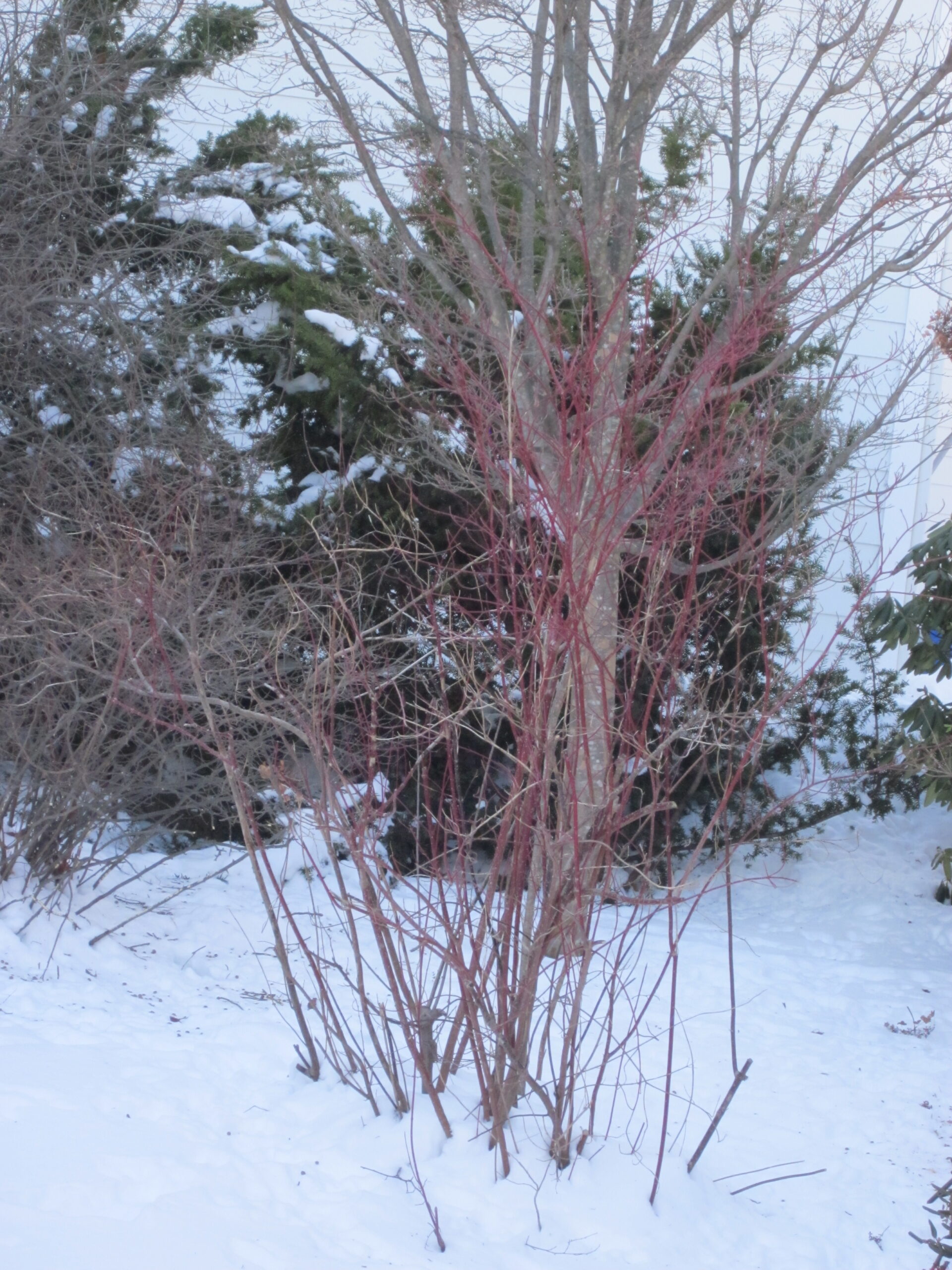 Dogwood (Cornus) shrub in winter