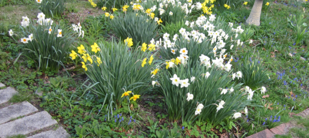 Unusual Traits of Vibrant Daffodils