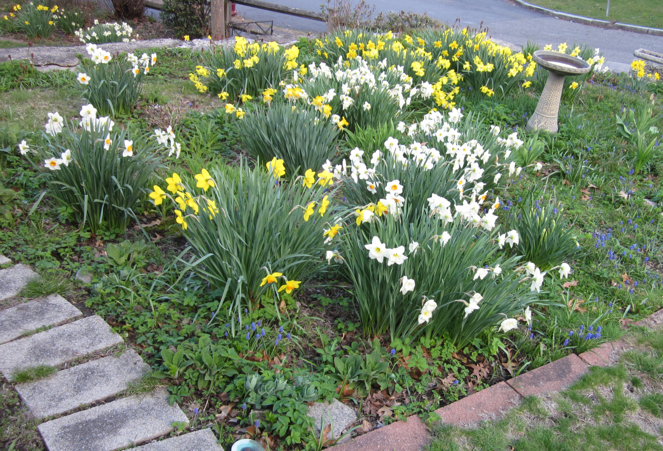 Unusual Traits of Vibrant Daffodils 